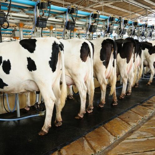 Data-tool-targets-reproductive-health-nutritional-and-wellbeing-status-of-dairy-cows_wrbm_large